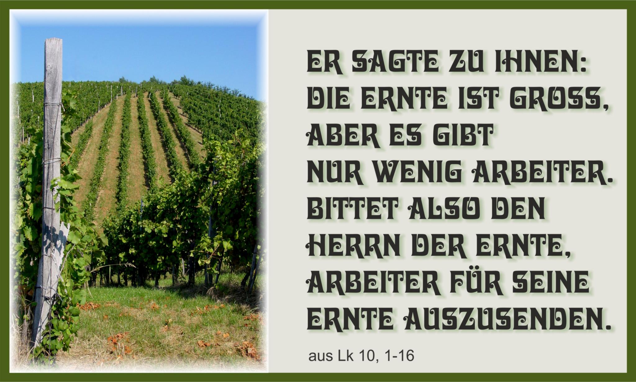 Foto eines Weinbergs