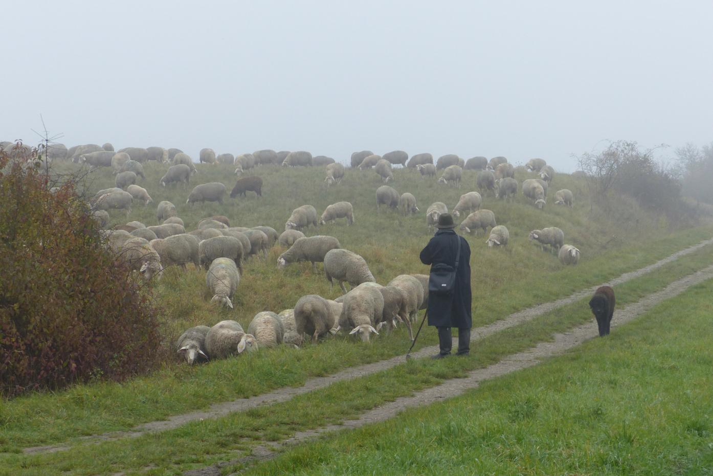 Der Hirte wacht über seine Schafherde