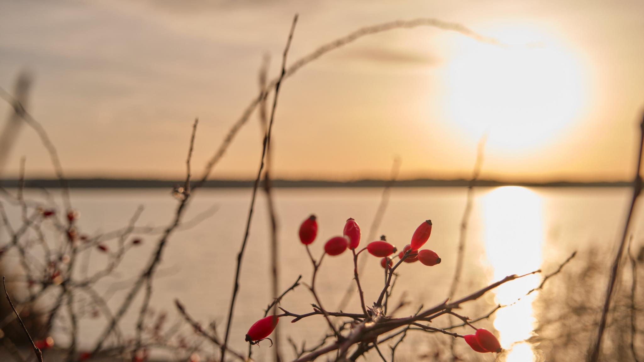 Ein Sonnenuntergang am See, im Vordergrund einige Gräser und ein Hagebuttenzweig